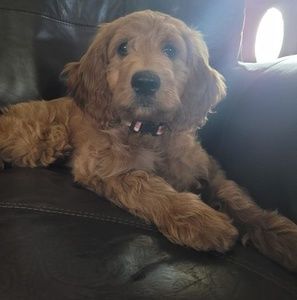 Meet your Posher, Louise